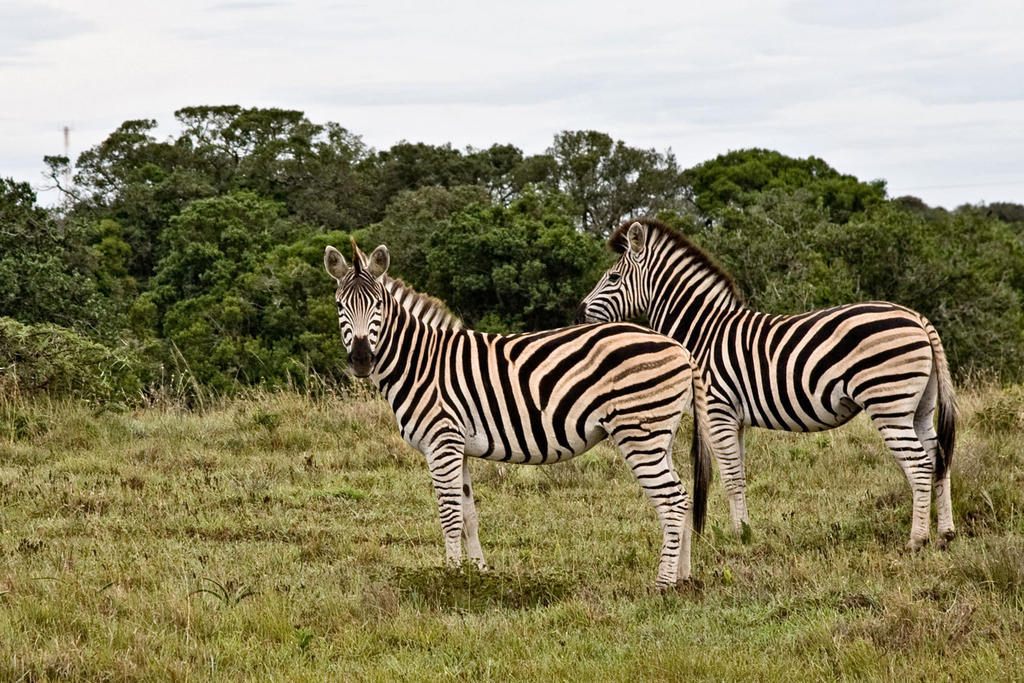 Bush Lodge - Amakhala Game Reserve Eksteriør billede